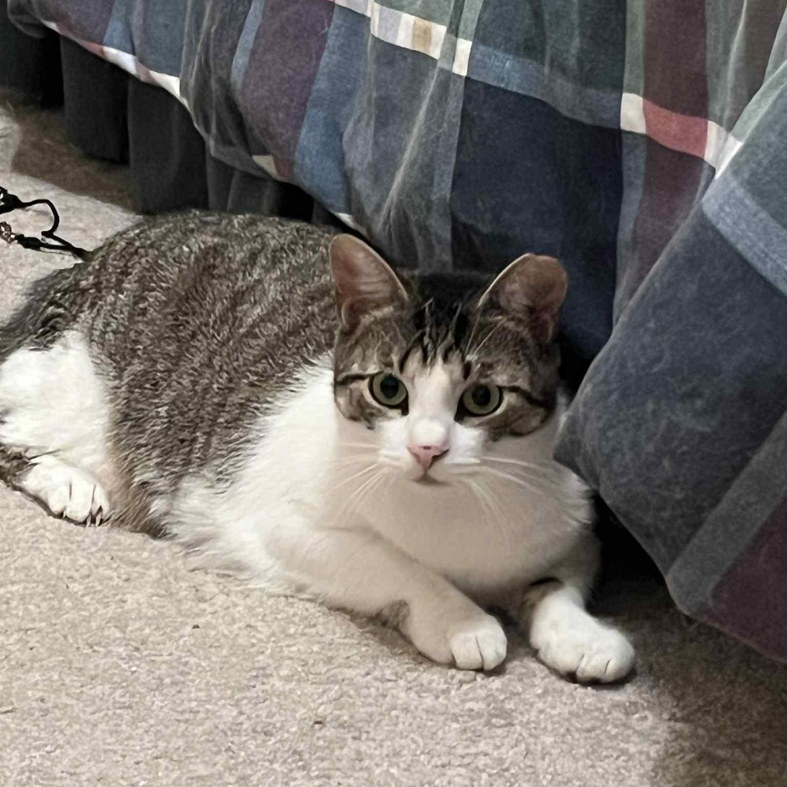 Holly, Adoptable, Young Female Tabby & Domestic Short Hair.