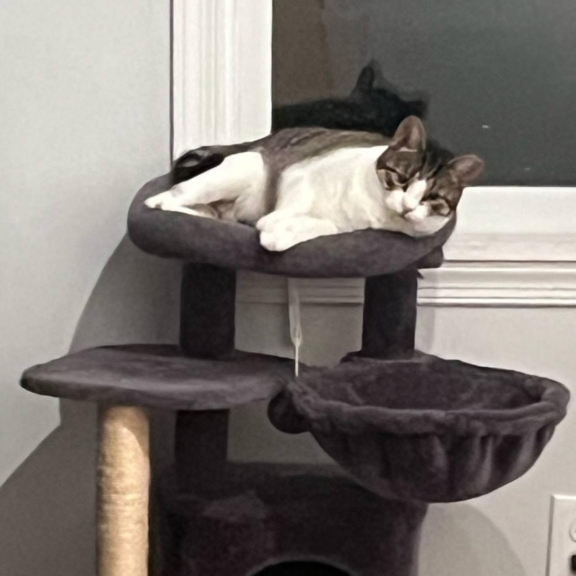 Holly, a Adoptable mixed breed in Harrisburg, PA image 2/6