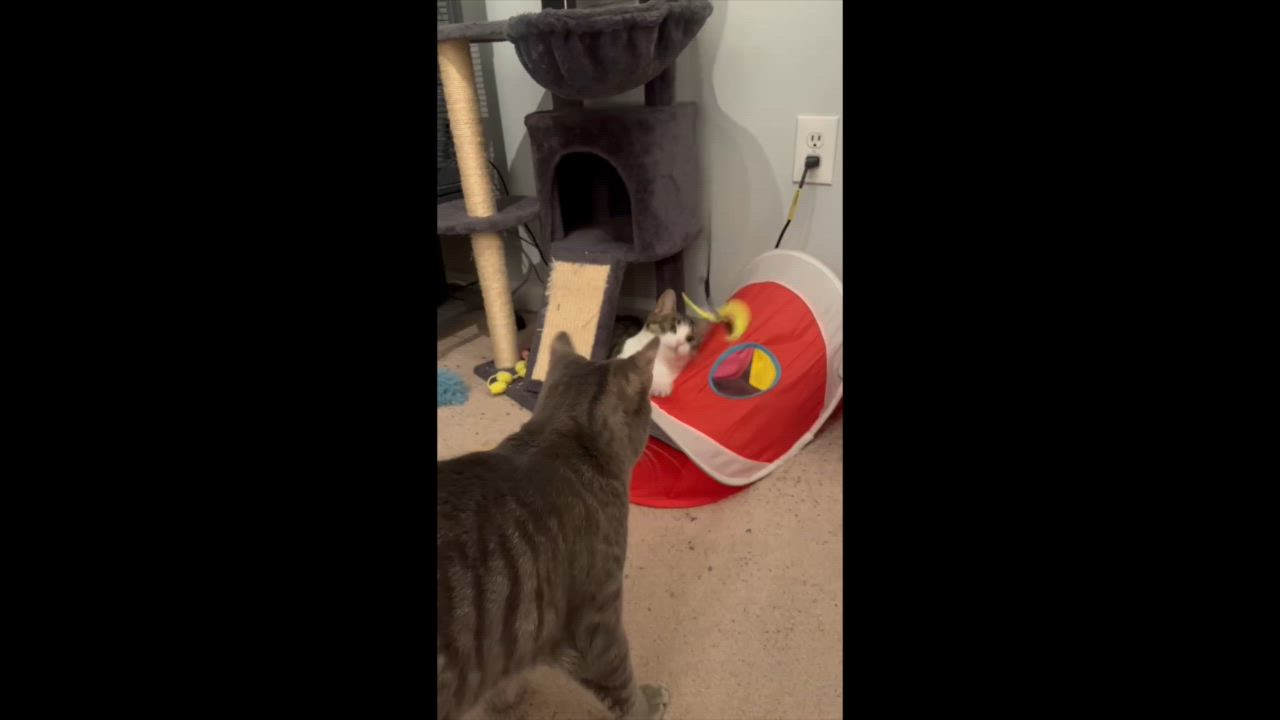 Enlarge Holly, a Adoptable mixed breed in Harrisburg, PA video 3/6