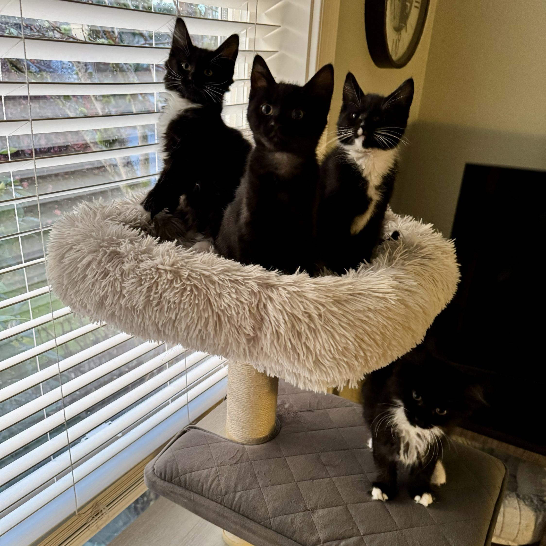 Enlarge Comet (bonded with Dasher), a Adoptable Domestic Short Hair in Wilsonville, OR image 1/6