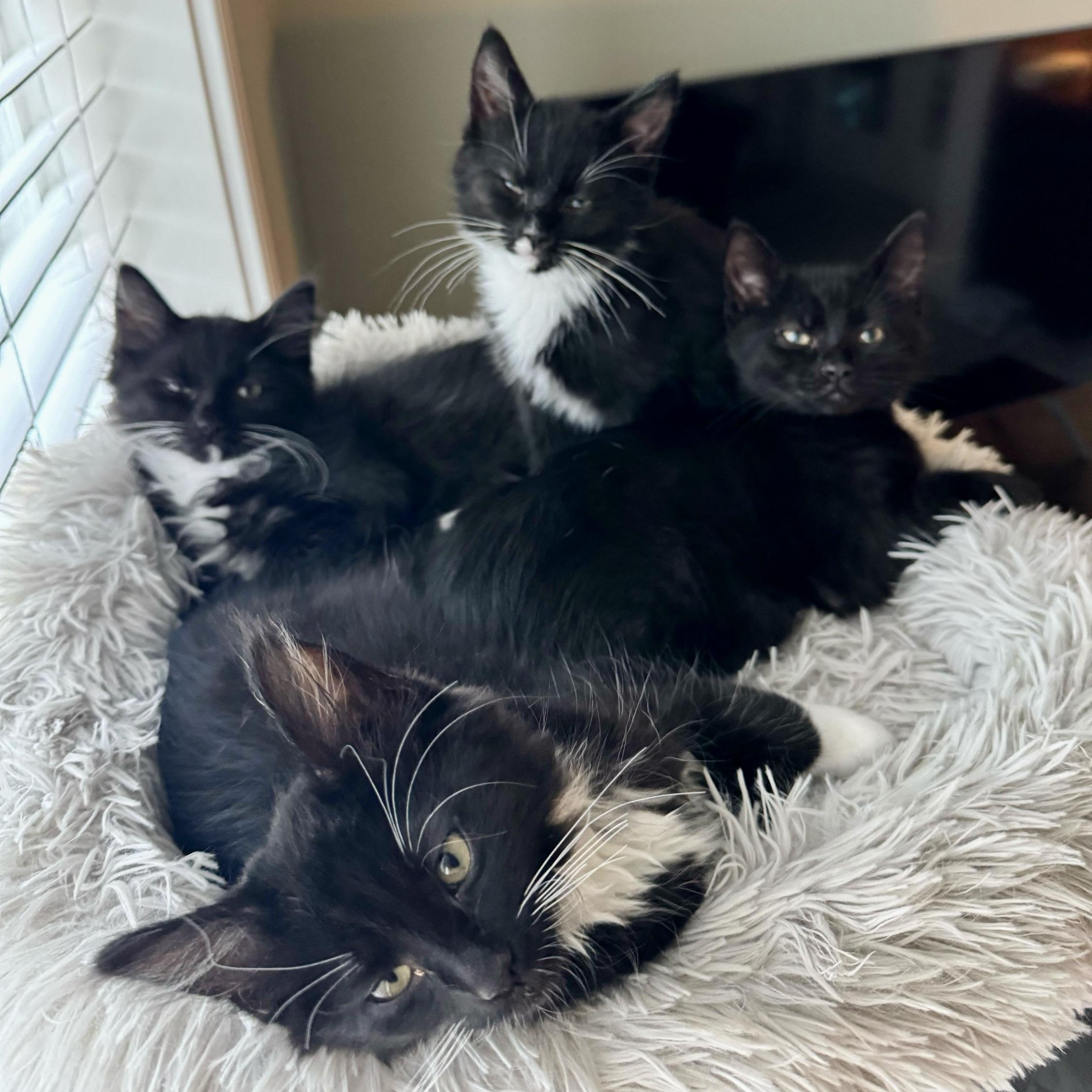 Comet (bonded with Dasher), Adoptable, Kitten Male Domestic Short Hair.