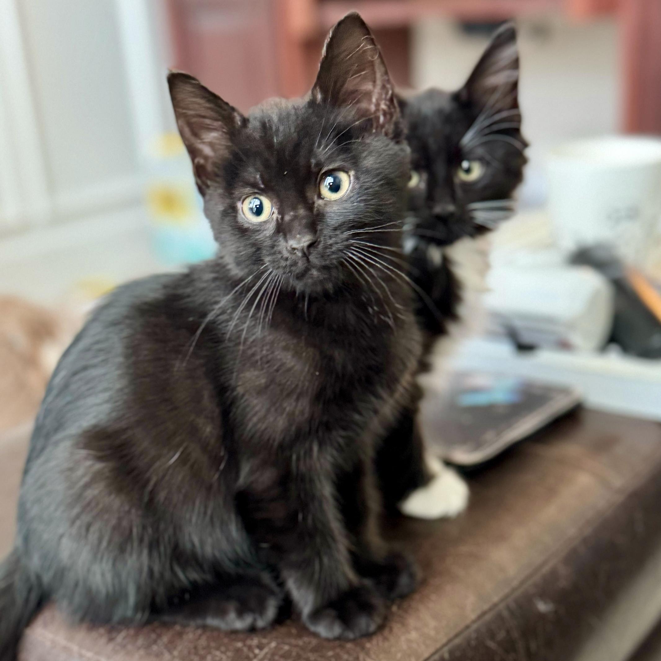 Enlarge Comet (bonded with Dasher), a Adoptable Domestic Short Hair in Wilsonville, OR image 3/6