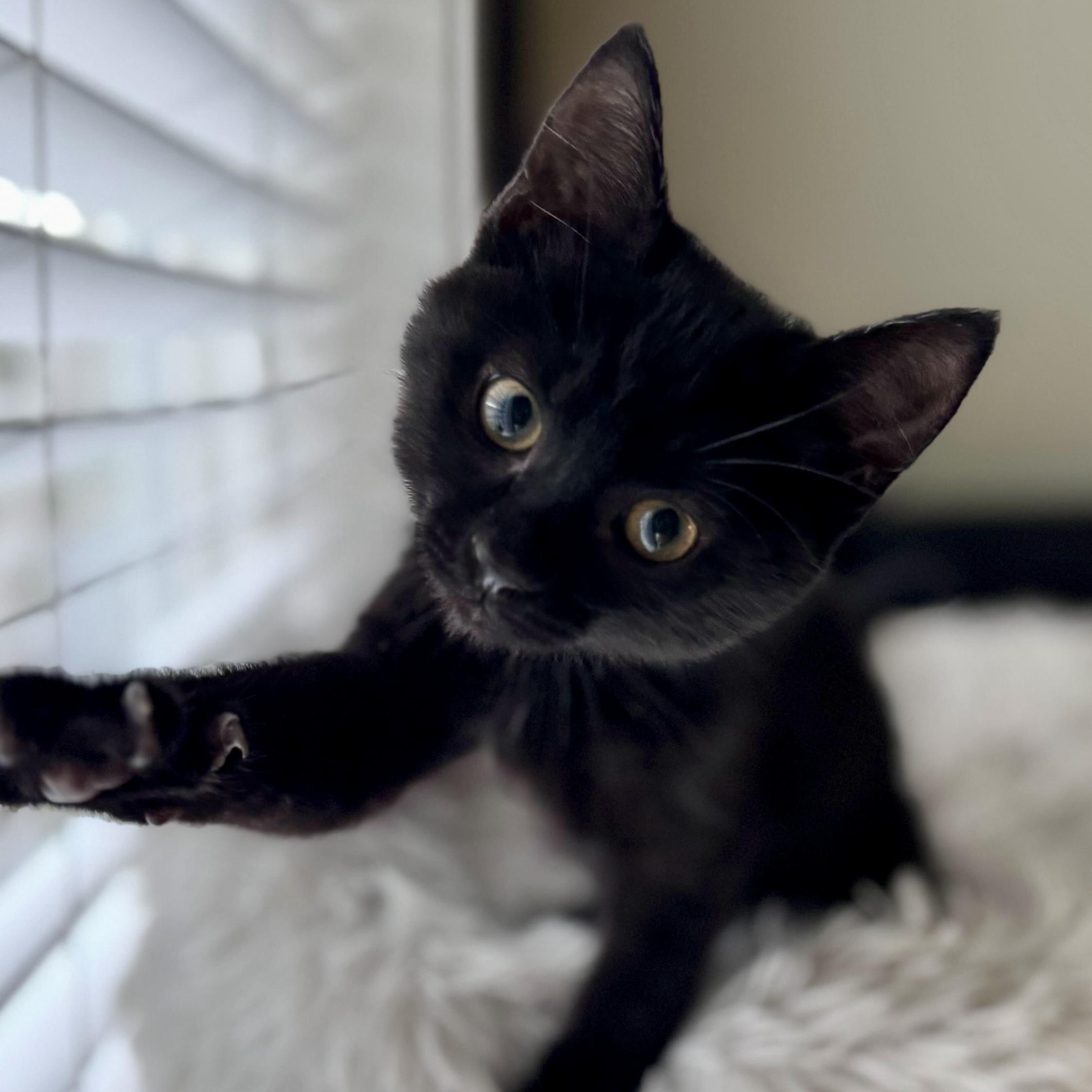 Enlarge Comet (bonded with Dasher), a Adoptable Domestic Short Hair in Wilsonville, OR image 4/6