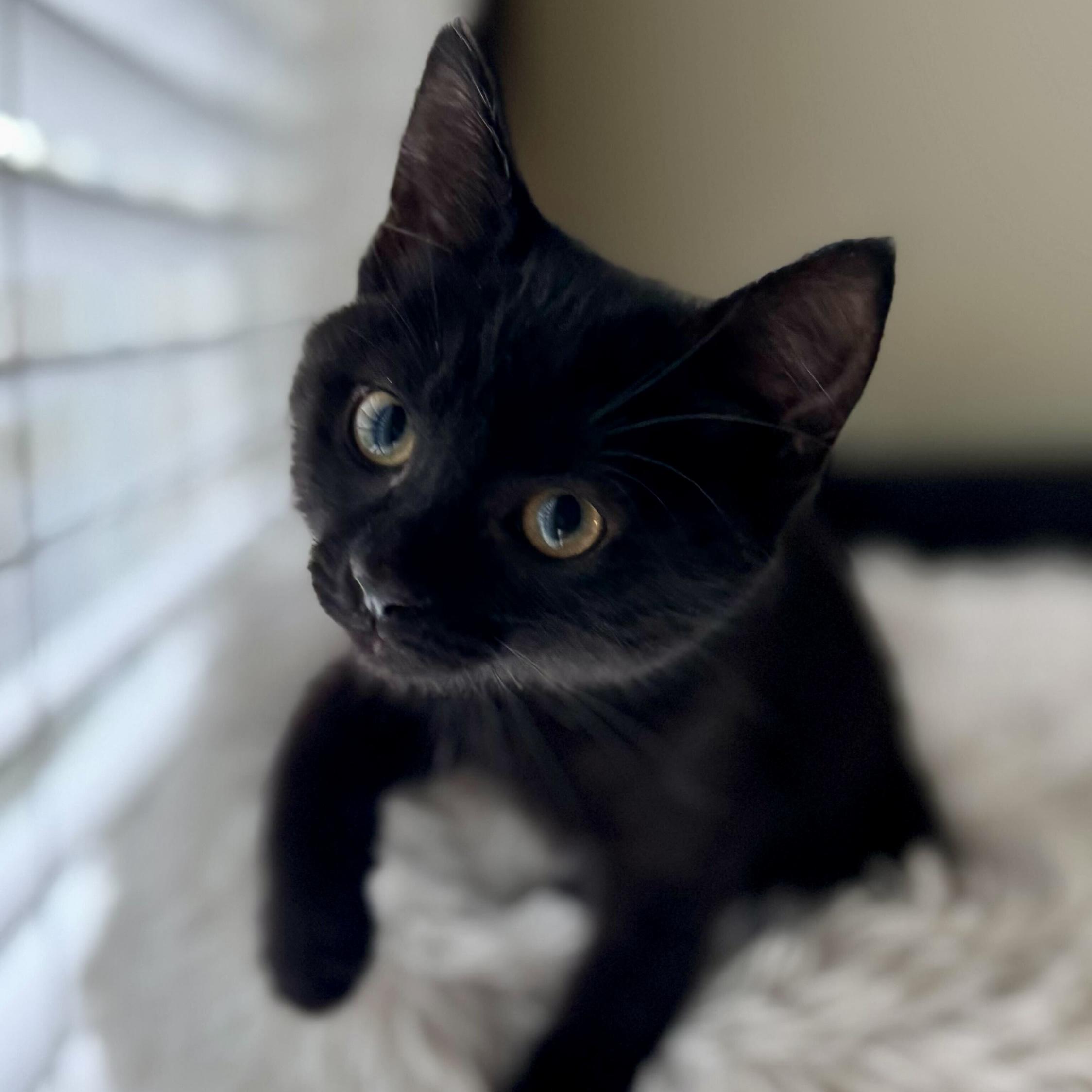 Enlarge Comet (bonded with Dasher), a Adoptable Domestic Short Hair in Wilsonville, OR image 6/6