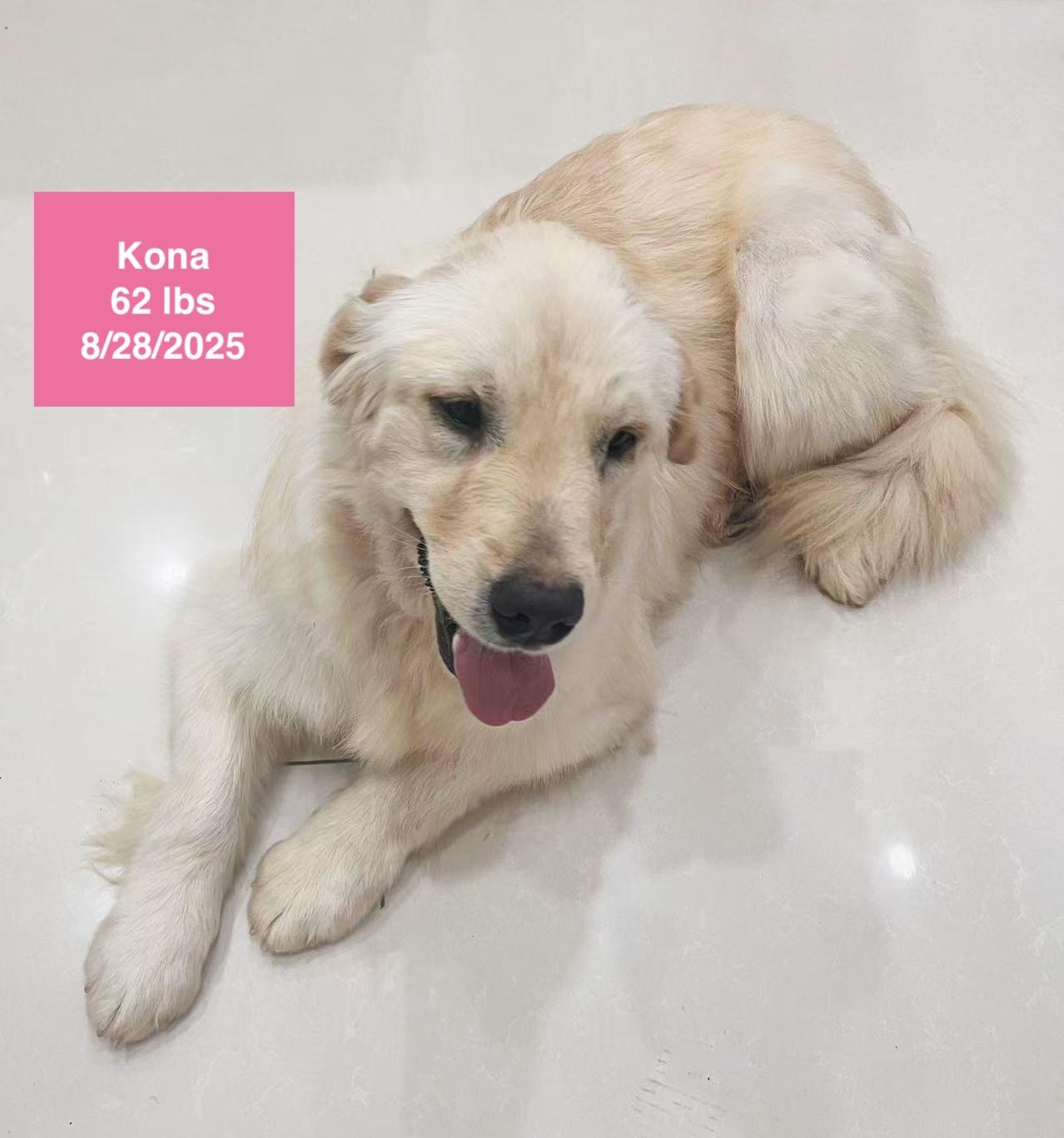 Kona, a ADOPTABLE Golden Retriever in West Hollywood, CA image 2/4