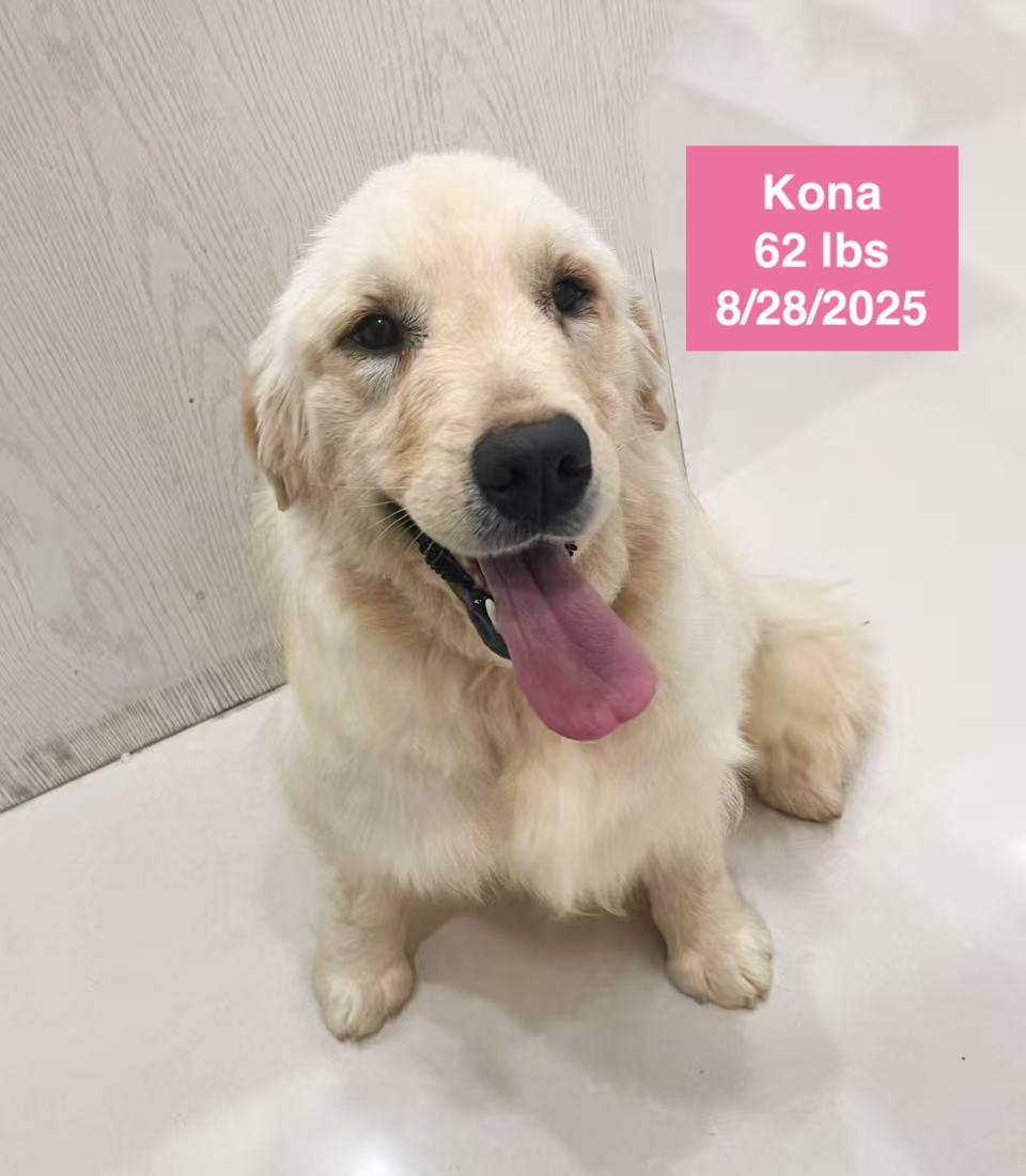 Kona, a ADOPTABLE Golden Retriever in West Hollywood, CA image 4/4
