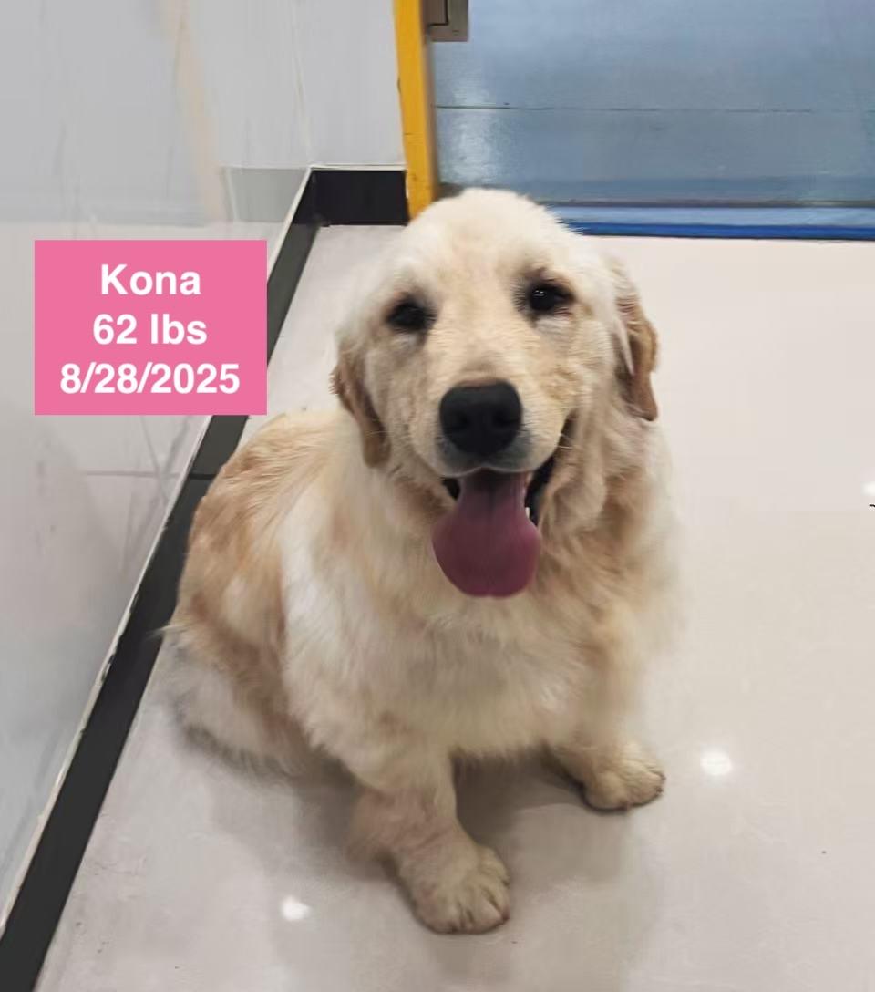 Kona, a ADOPTABLE Golden Retriever in West Hollywood, CA image 3/4
