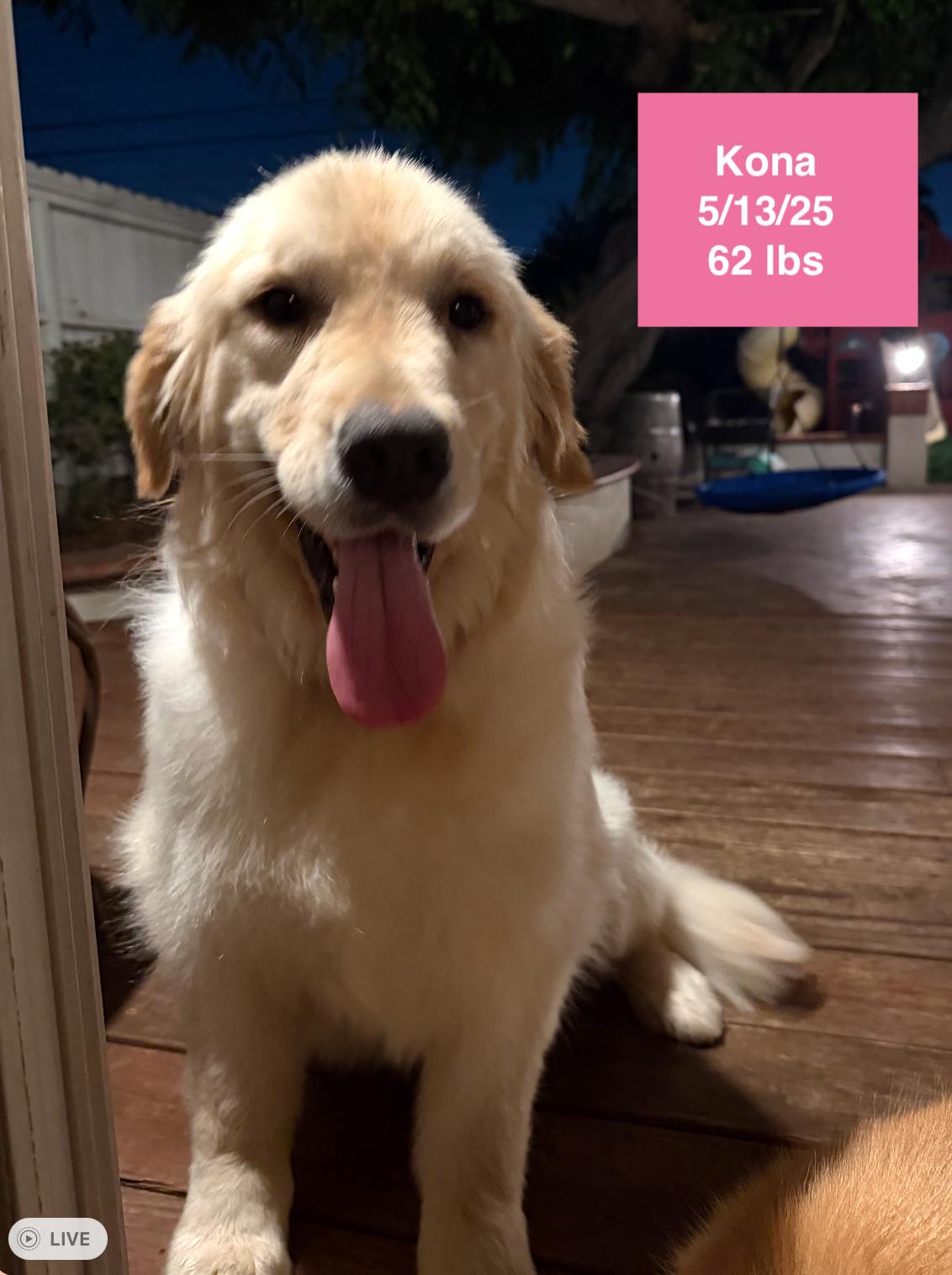 Kona, ADOPTABLE, Young Female Golden Retriever.