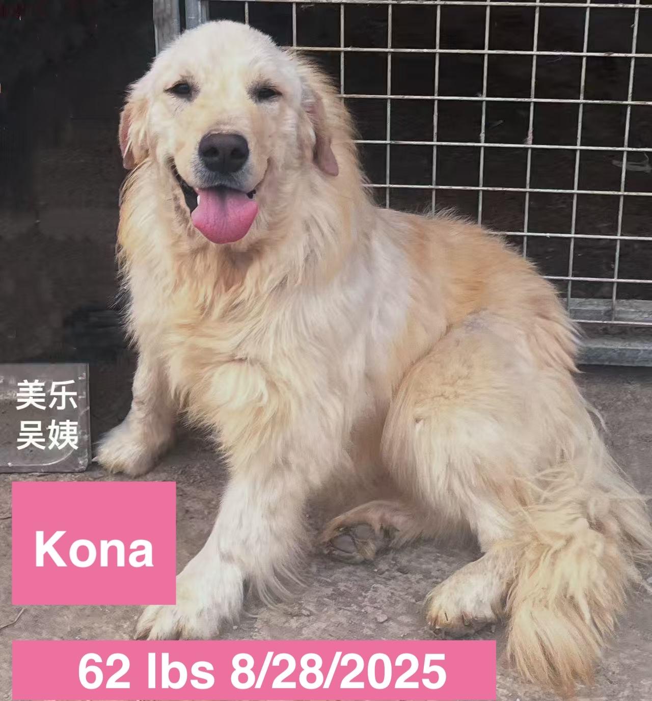 Kona, ADOPTABLE, Young Female Golden Retriever.