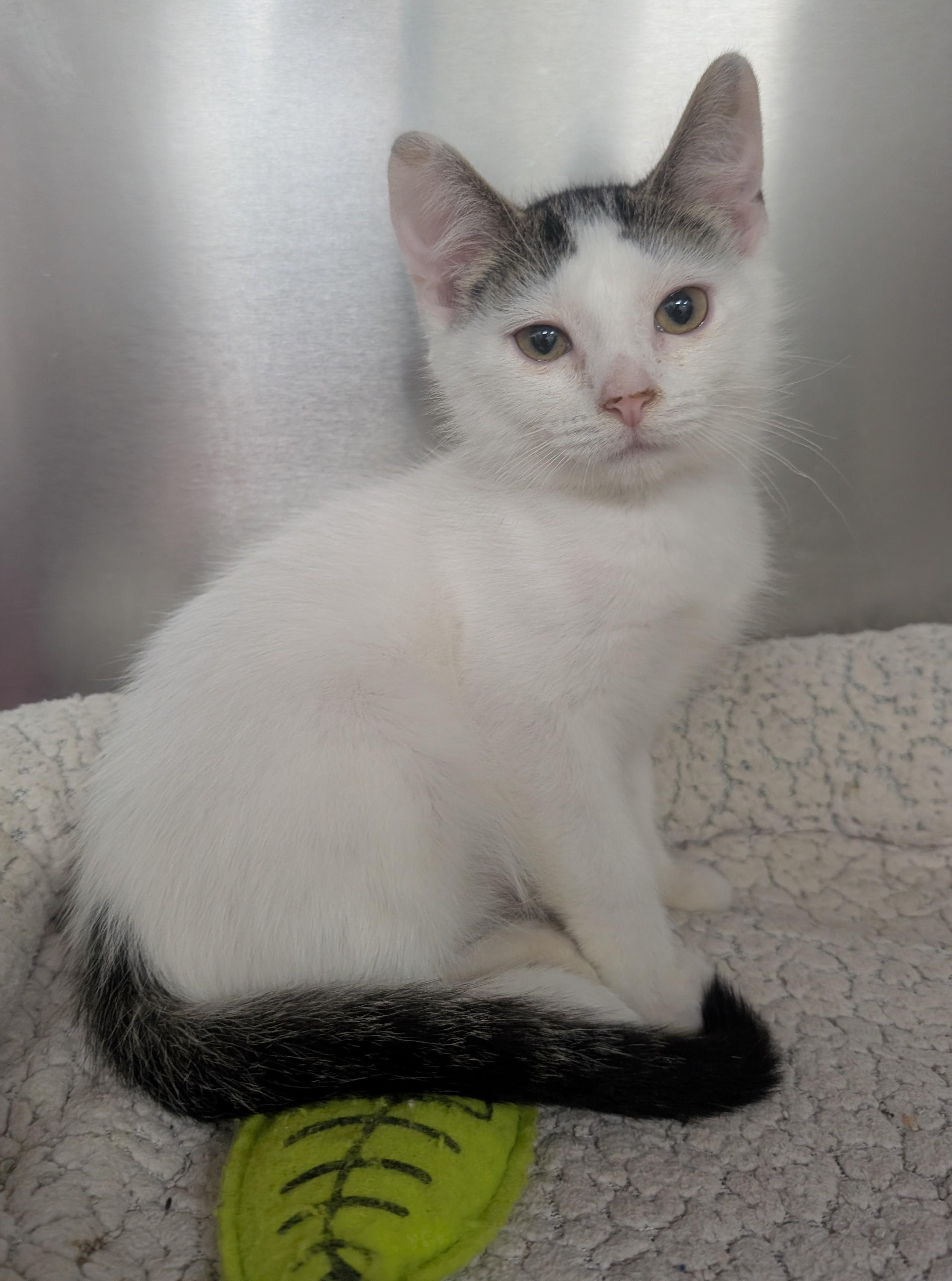 Wyatt, adoptable, Young Male Domestic Short Hair.
