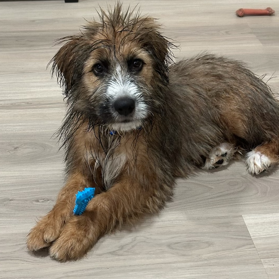 Bear, Adopted, Puppy Male Great Pyrenees.