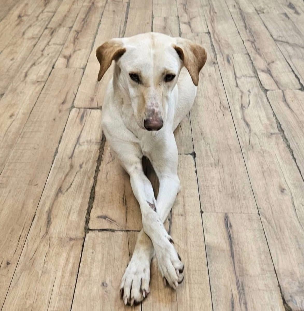 Valley, ADOPTABLE, Adult Female Greyhound.