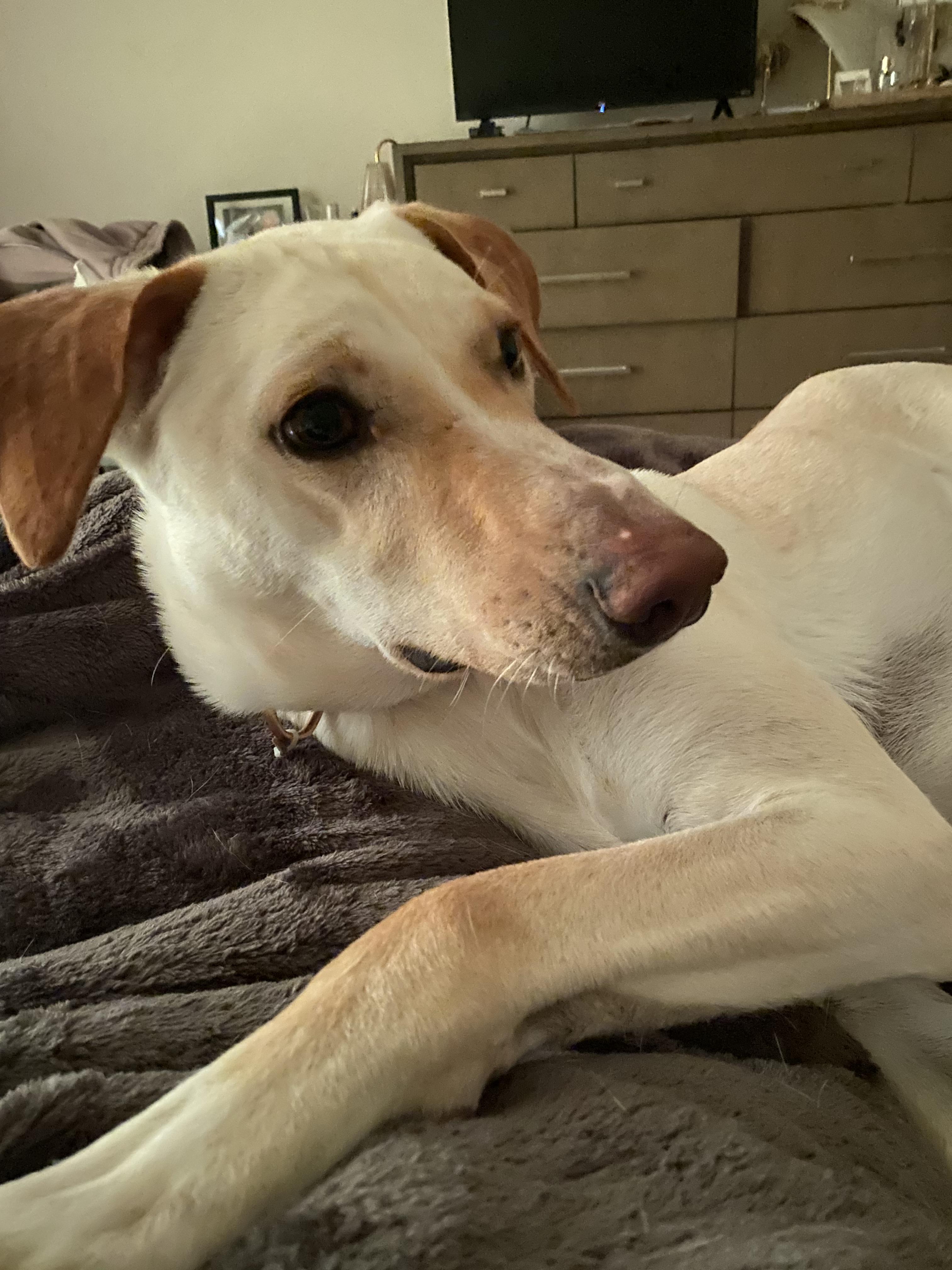 Enlarge Valley, a ADOPTABLE mixed breed in Woodbury, NJ image 2/5