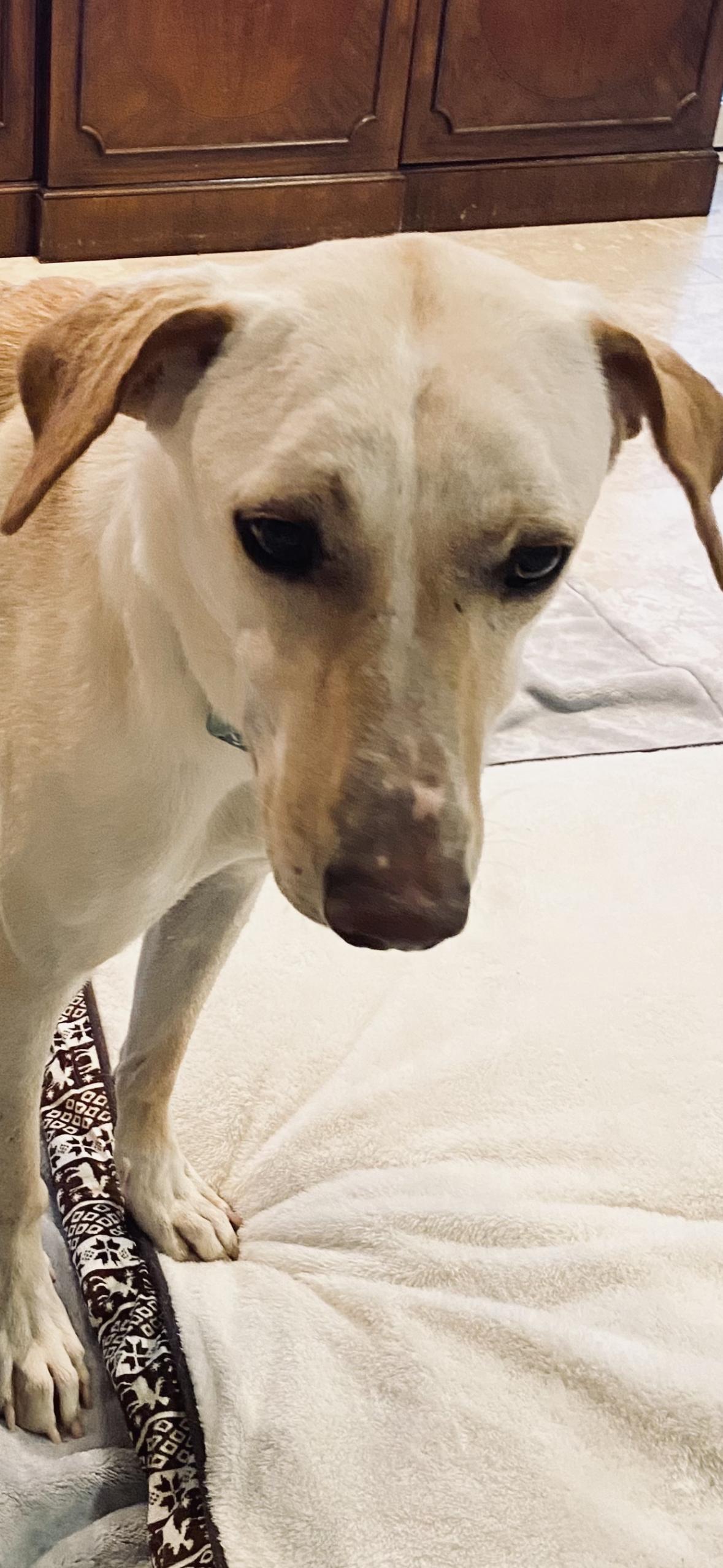 Enlarge Valley, a ADOPTABLE mixed breed in Woodbury, NJ image 1/5