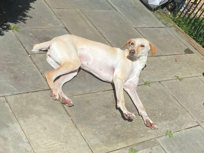 Enlarge Valley, a ADOPTABLE mixed breed in Woodbury, NJ image 2/5