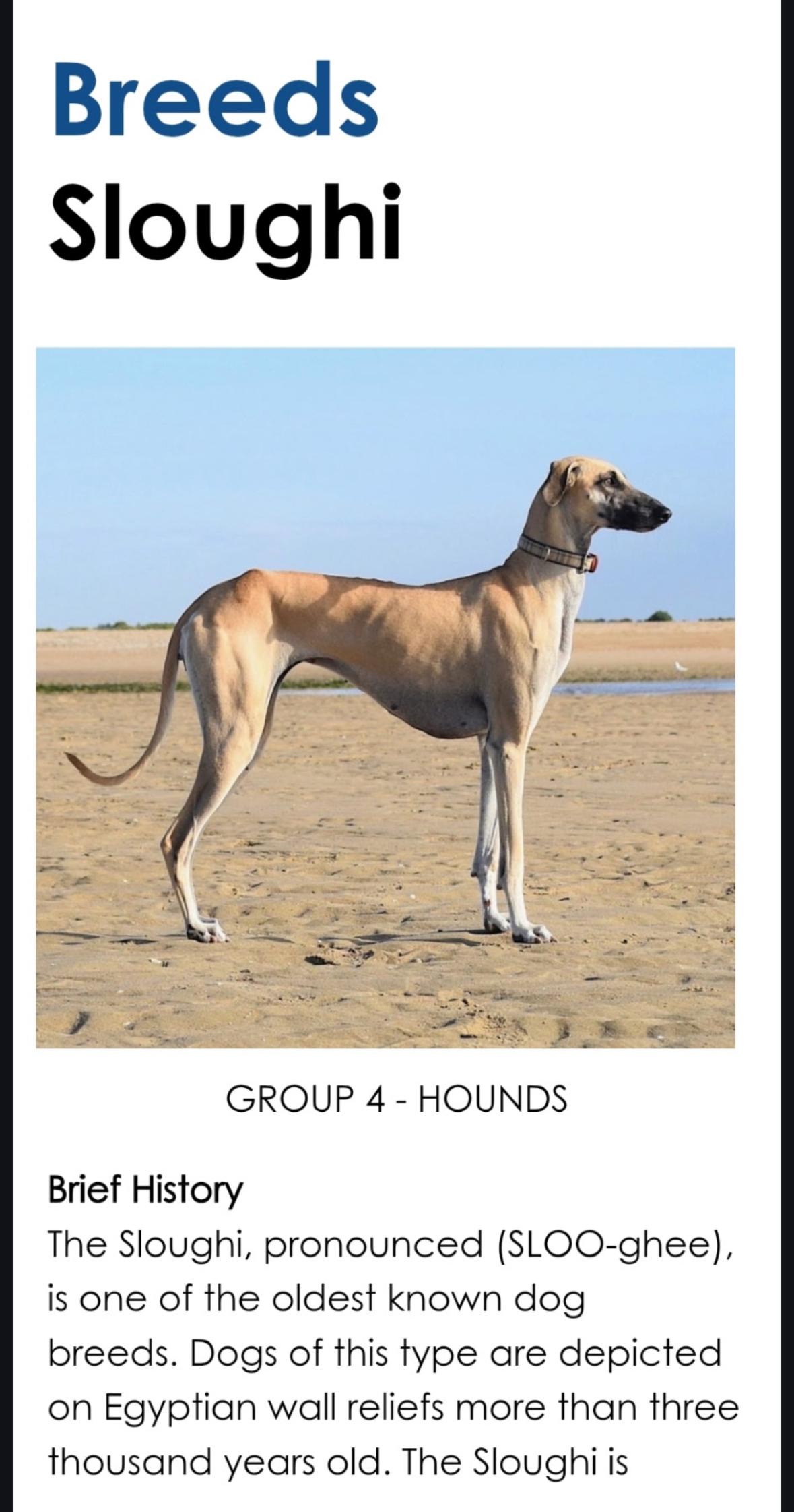 Enlarge Valley, a ADOPTABLE mixed breed in Woodbury, NJ image 5/5