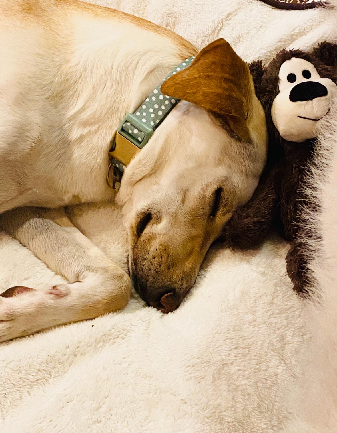 Enlarge Valley, a ADOPTABLE mixed breed in Woodbury, NJ image 3/5