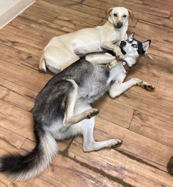 Enlarge Valley, a ADOPTABLE mixed breed in Woodbury, NJ image 4/5