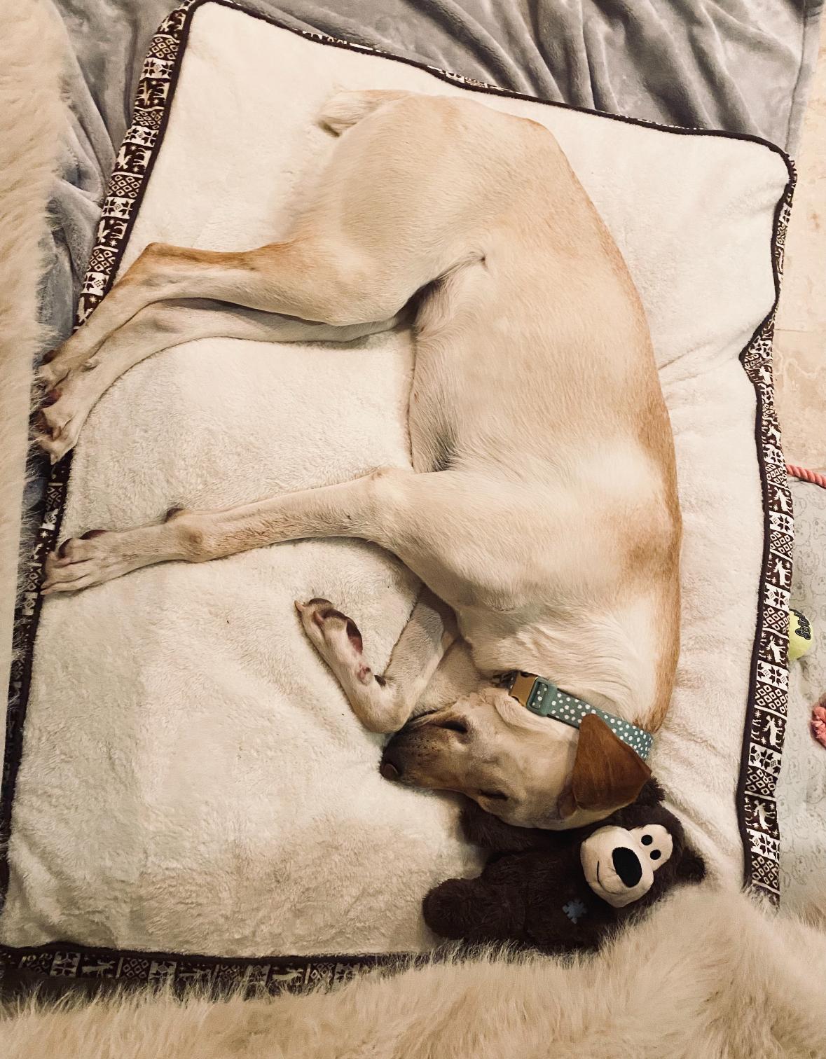 Enlarge Valley, a ADOPTABLE mixed breed in Woodbury, NJ image 4/5