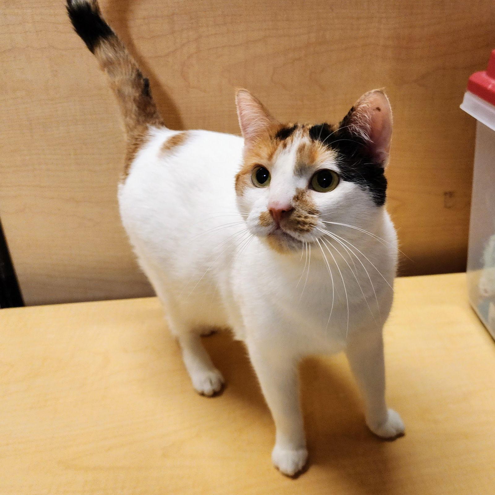 Alice, Adoptable, Young Female Calico & Domestic Short Hair.