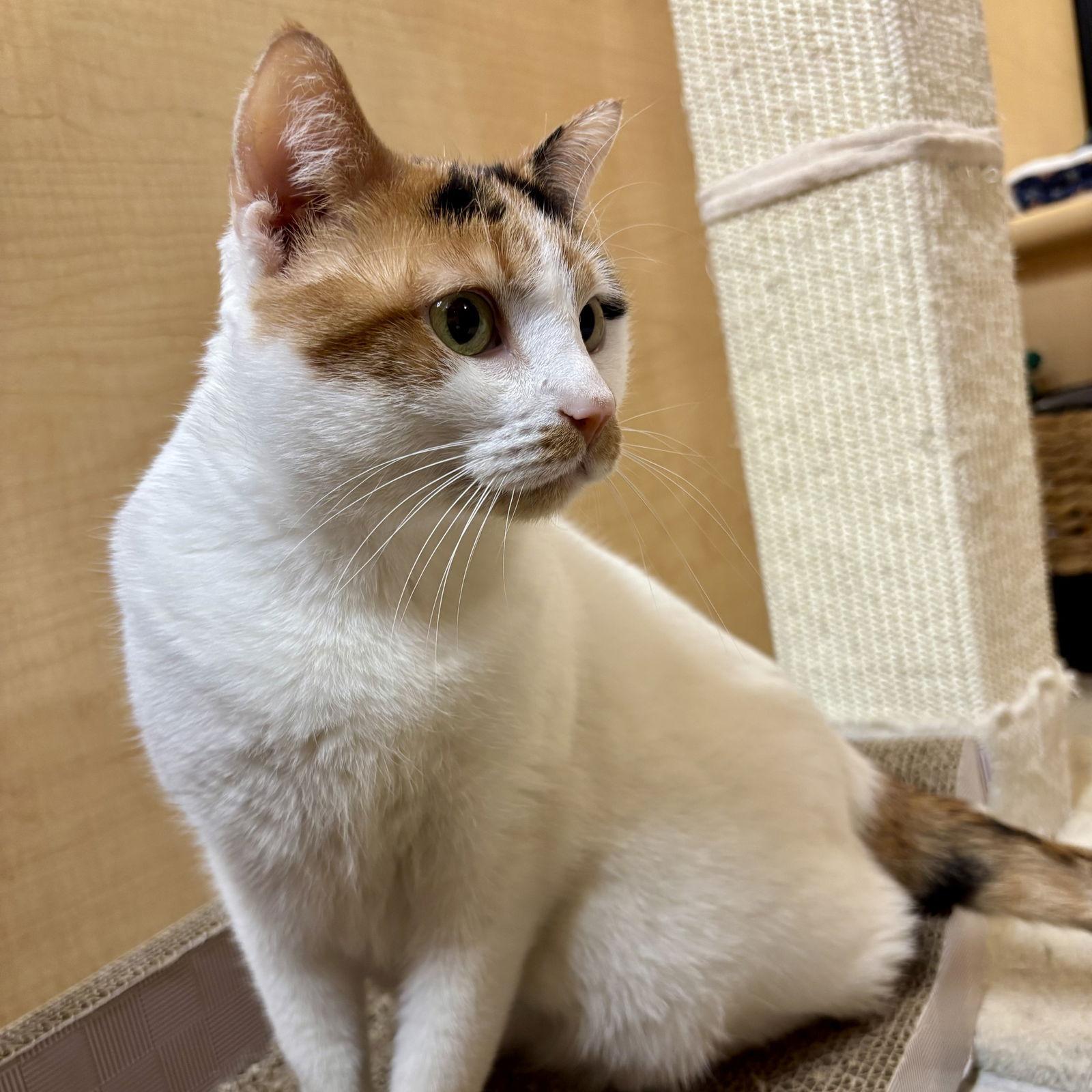 Enlarge Alice, a Adoptable mixed breed in Garland, TX image 2/3