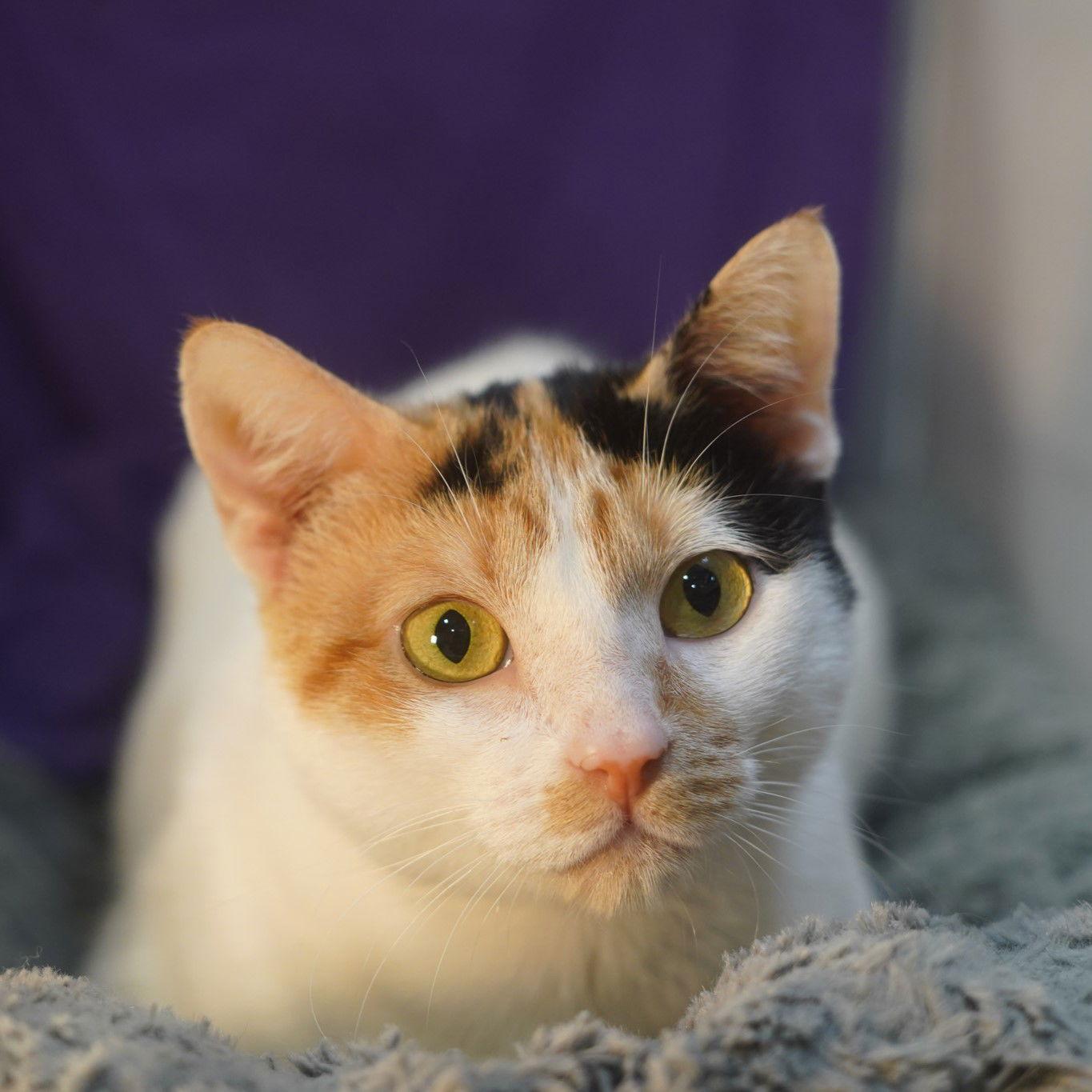 Enlarge Alice, a Adoptable mixed breed in Garland, TX image 1/2