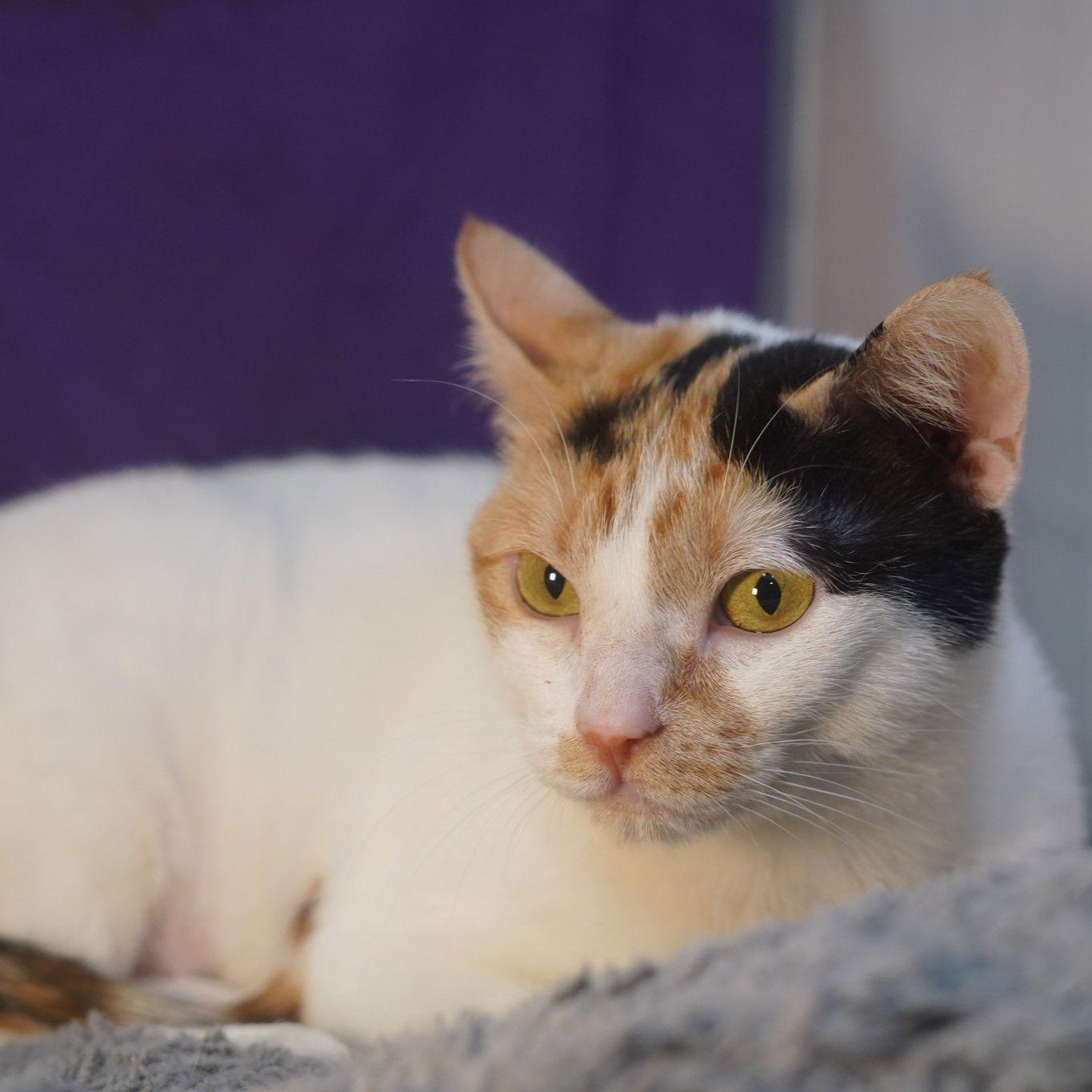 Enlarge Alice, a Adoptable mixed breed in Garland, TX image 2/2