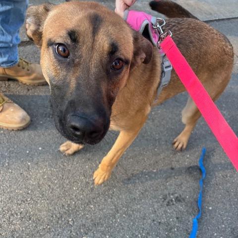 Enlarge Nutmeg, a Adoptable Mixed Breed in Winston-Salem, NC image 1/1