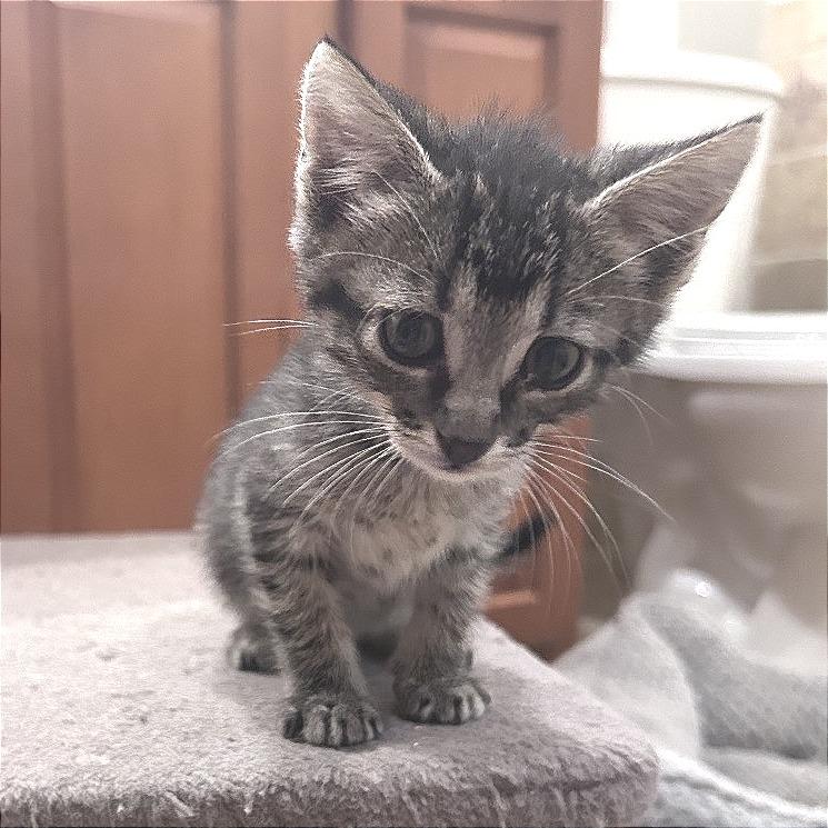 Diesel, Adoptable, Kitten Female Domestic Short Hair.
