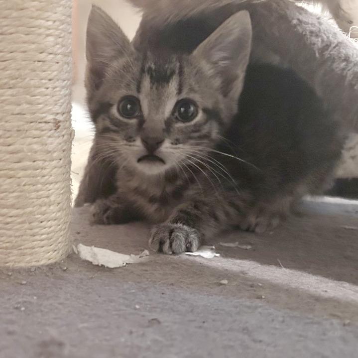 Diesel, a Adoptable Domestic Short Hair in Wichita, KS image 2/6