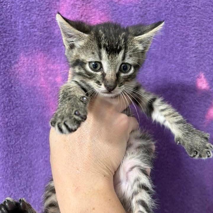 Diesel, a Adoptable Domestic Short Hair in Wichita, KS image 3/6
