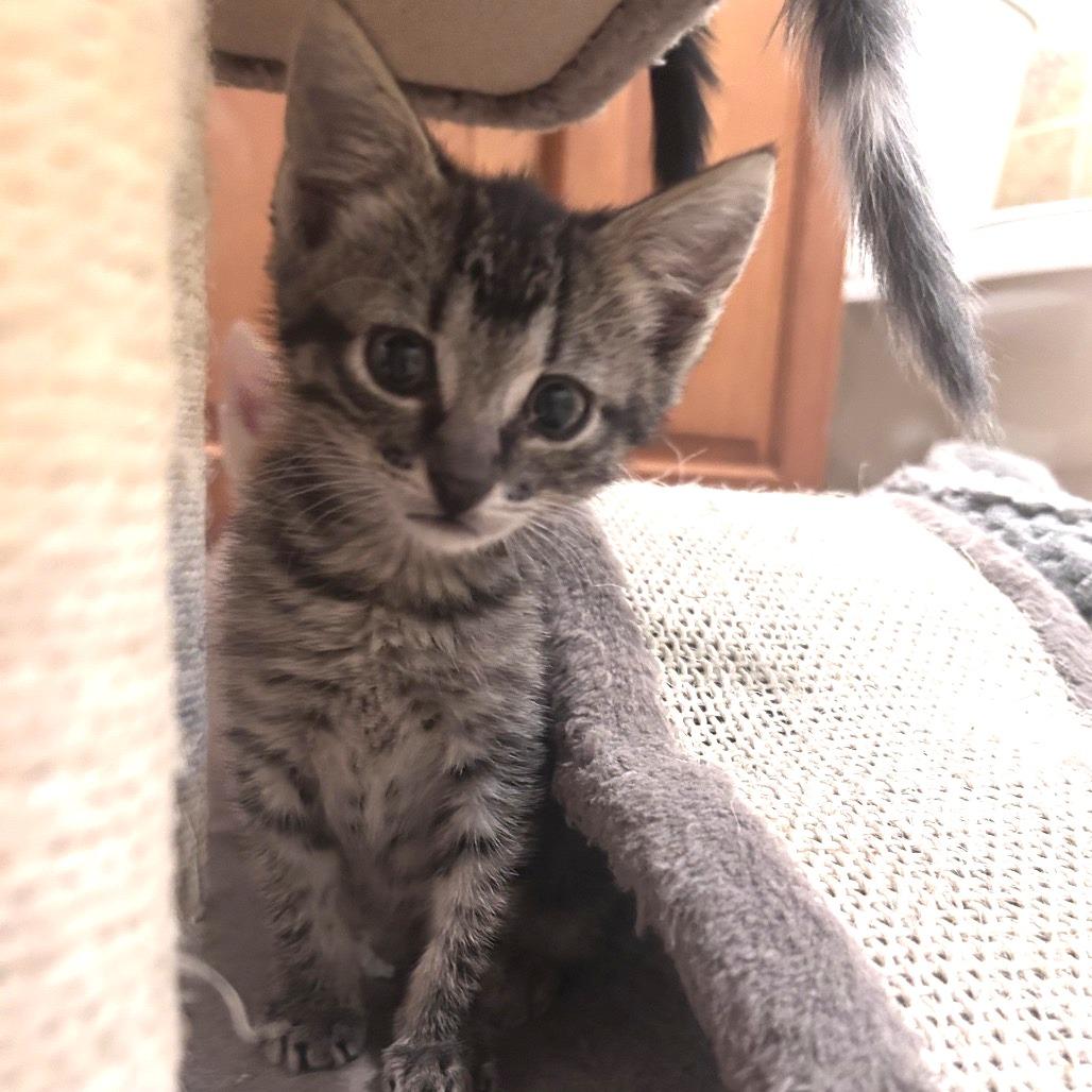 Diesel, a Adoptable Domestic Short Hair in Wichita, KS image 4/6
