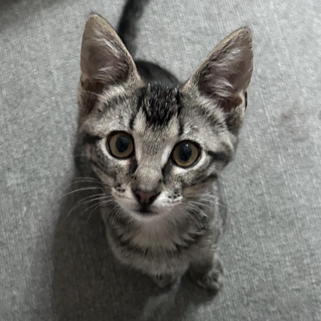 Diesel, a Adoptable Domestic Short Hair in Wichita, KS image 2/6