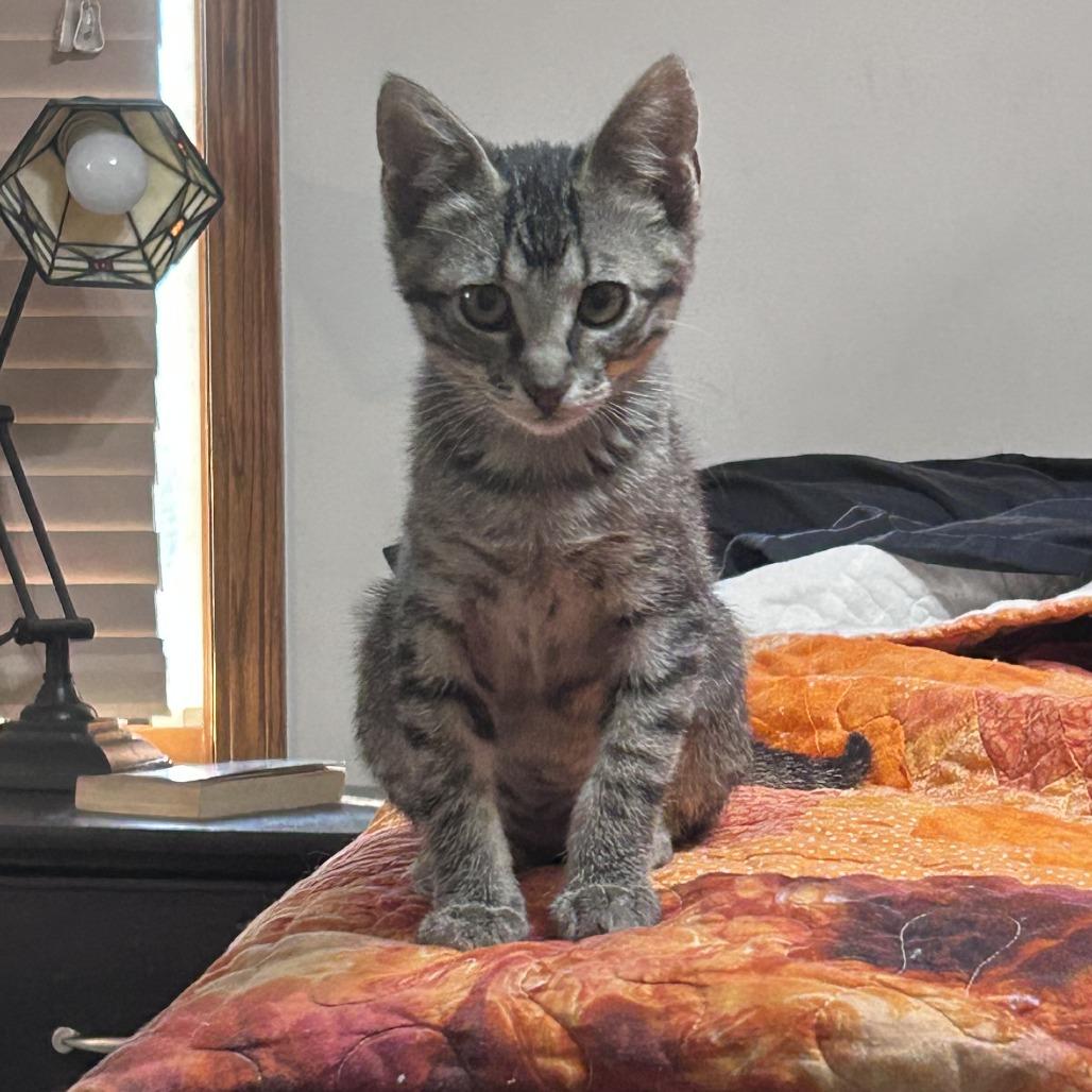 Diesel, a Adoptable Domestic Short Hair in Wichita, KS image 3/6