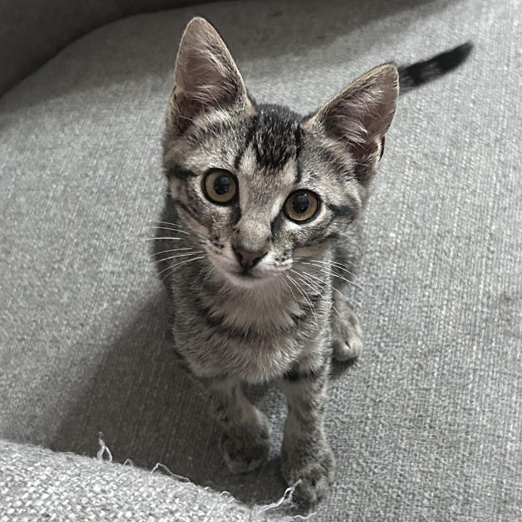 Diesel, a Adoptable Domestic Short Hair in Wichita, KS image 4/6