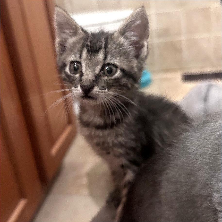 Diesel, a Adoptable Domestic Short Hair in Wichita, KS image 5/6