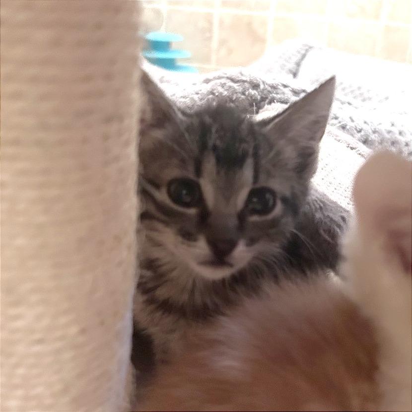 Diesel, a Adoptable Domestic Short Hair in Wichita, KS image 6/6