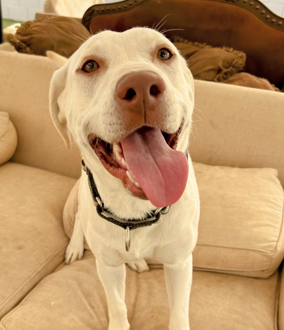 Casper, a Adopted mixed breed in Queen Creek, AZ image 1/6