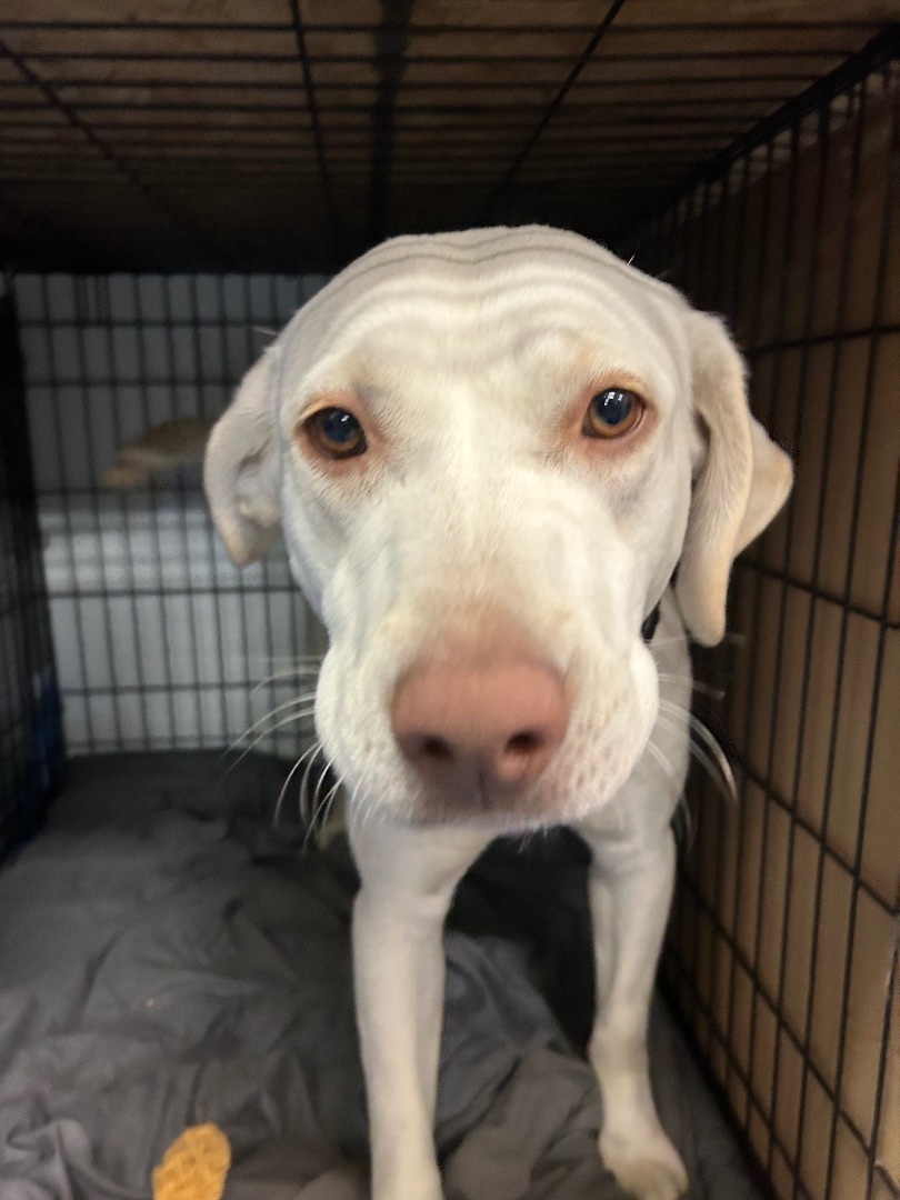 Casper, a Adopted mixed breed in Queen Creek, AZ image 2/6