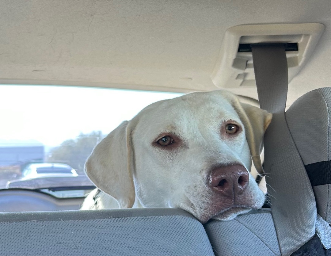 Casper, a Adopted mixed breed in Queen Creek, AZ image 3/6