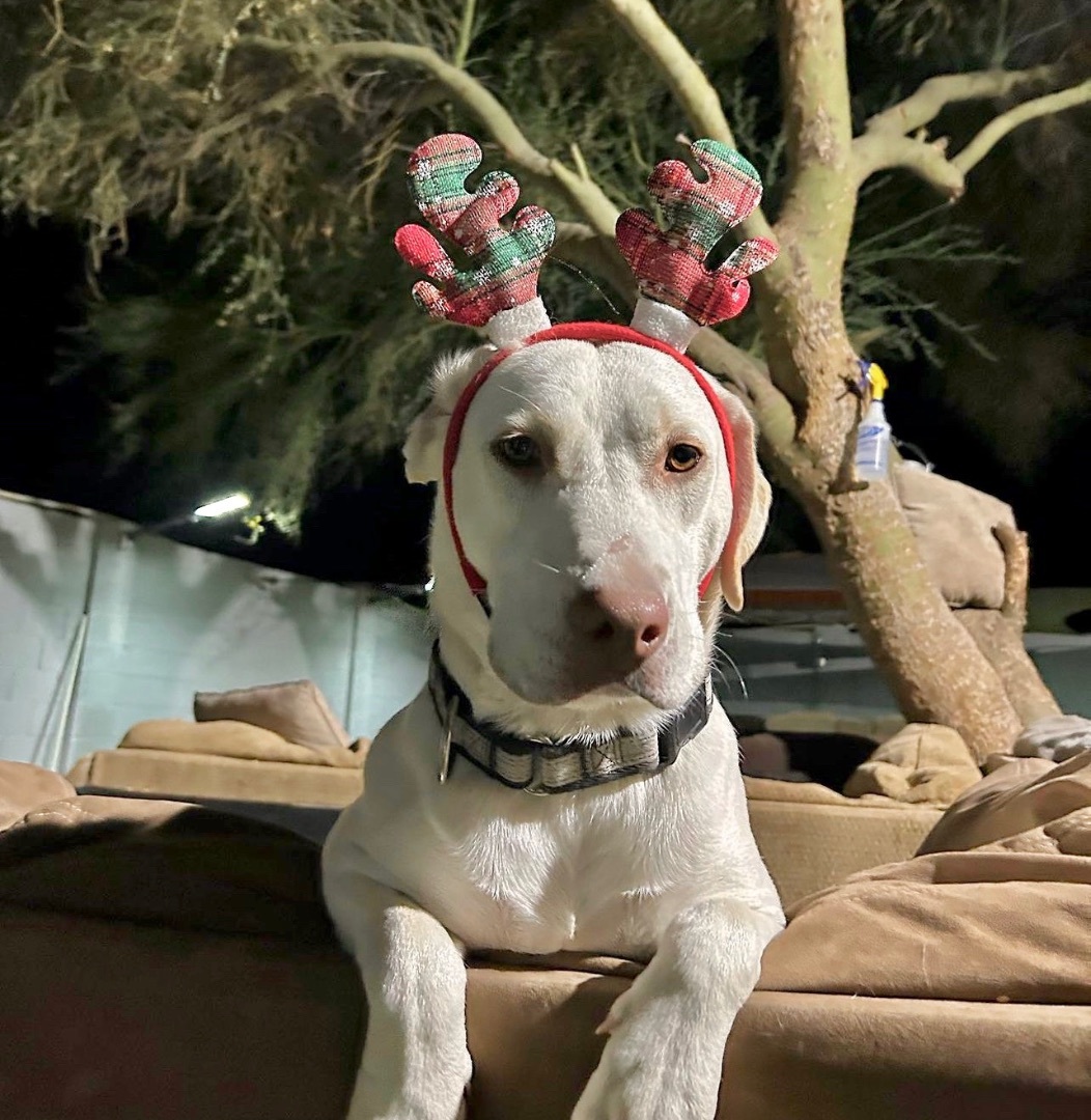Casper, a Adopted mixed breed in Queen Creek, AZ image 4/6
