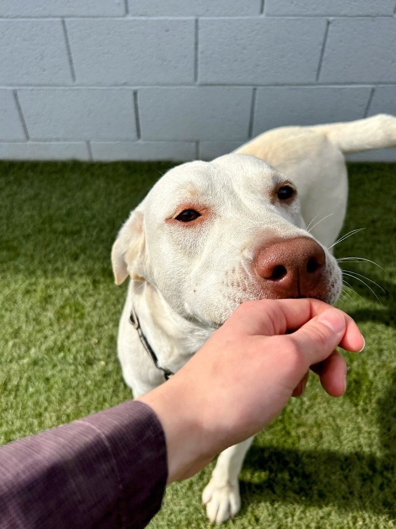 Casper, a Adopted mixed breed in Queen Creek, AZ image 5/6