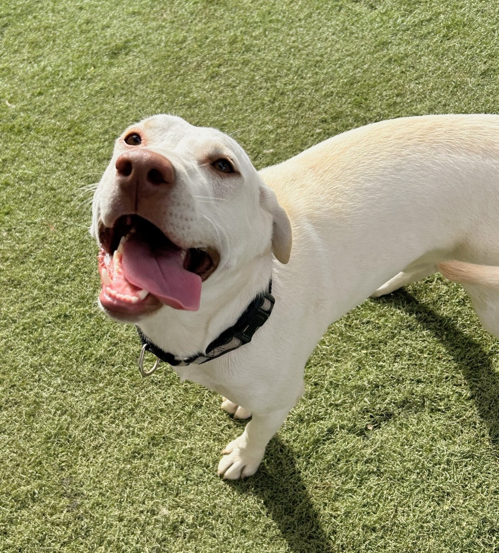 Casper, a Adopted mixed breed in Queen Creek, AZ image 6/6
