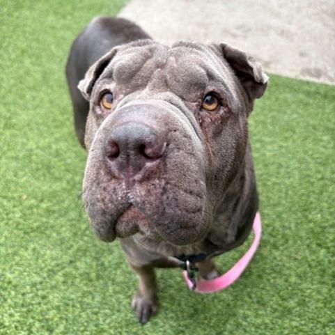 Gwendolyn, a Adoptable Mixed Breed in Pittsburgh, PA image 1/6