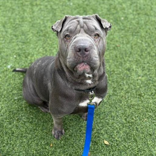 Gwendolyn, a Adoptable Mixed Breed in Pittsburgh, PA image 2/6