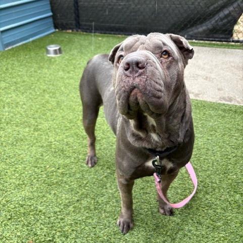 Gwendolyn, a Adoptable Mixed Breed in Pittsburgh, PA image 3/6