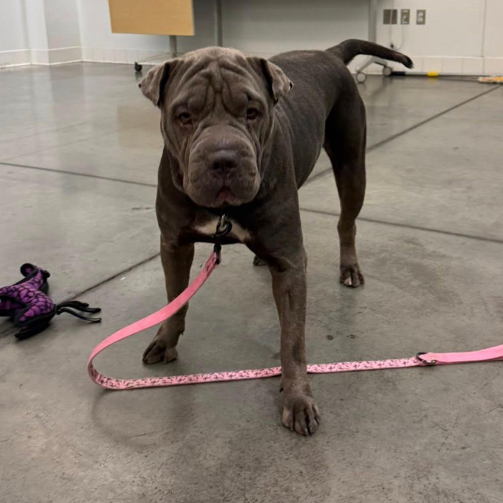 Gwendolyn, a Adoptable Mixed Breed in Pittsburgh, PA image 6/6