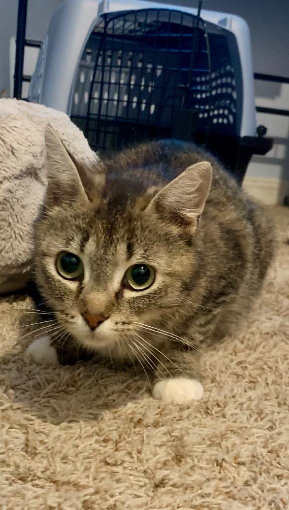 Brooke, Adoptable, Young Female Domestic Short Hair.