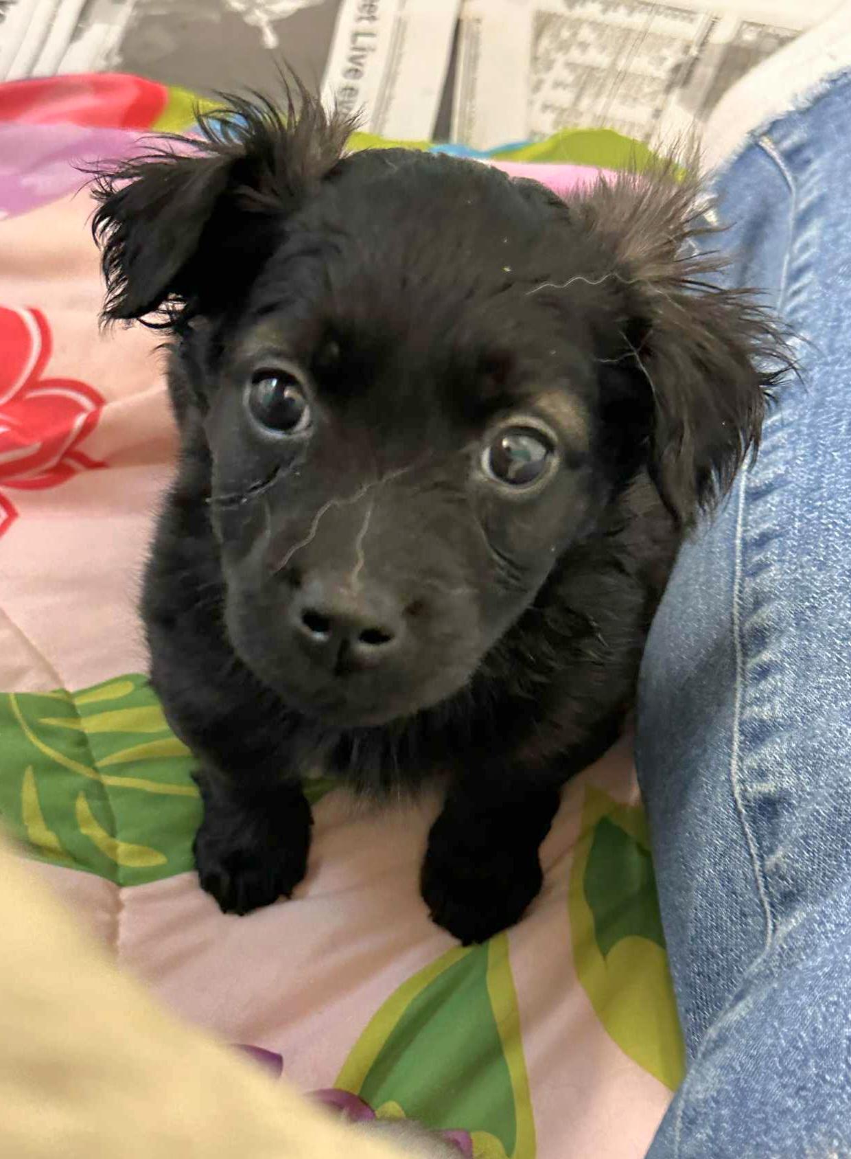 Cameron, a Adoptable mixed breed in Minneapolis, MN image 1/3