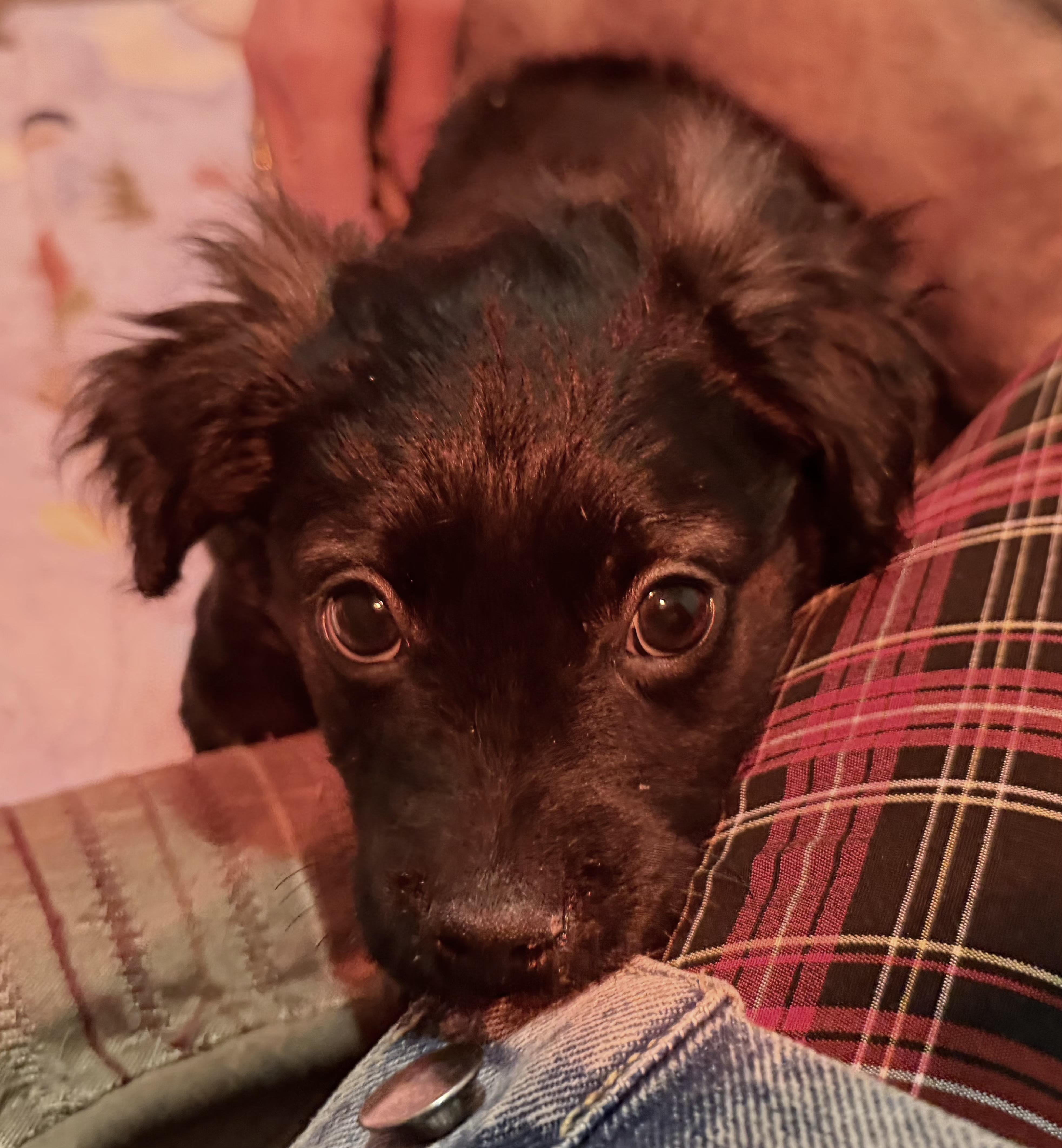 Cameron, a Adoptable mixed breed in Minneapolis, MN image 2/3